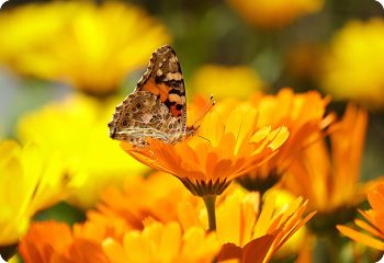 flower seeds for butterflies