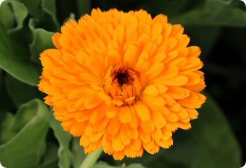 Calendula 'Erfurter'