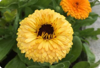 Calendula 'Gem Mix'