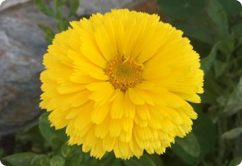 Calendula 'Golden Emperor'