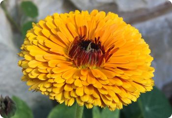 Calendula 'Indian Prince'