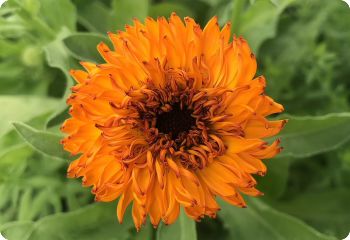 Calendula 'Neon'