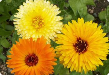 Calendula 'Pacific Beauty'