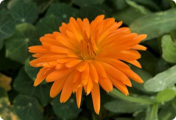 Calendula 'Radio'