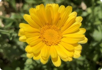 Calendula 'Resina'