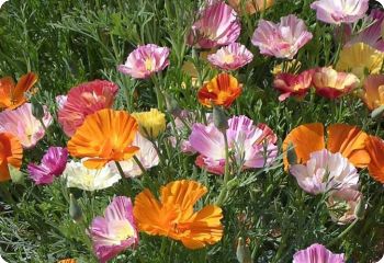 California Poppy 'Ballerina Mix'