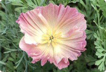 California poppy 'Ballerina Mix'