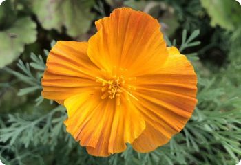 California poppy 'Ballerina Mix'