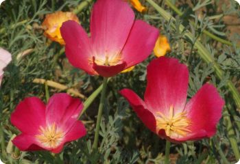 California Poppy 'Carmine King'