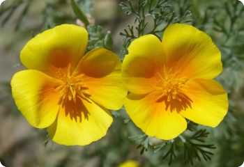 California Poppy 'Golden West'