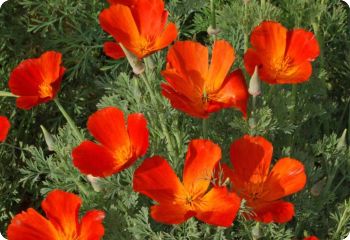 California Poppy 'Mikado'