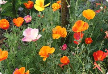 California Poppy Mix