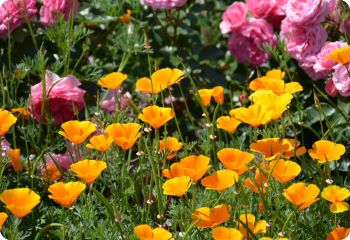 Orange California Poppy