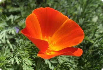 California Poppy 'Red Chief'