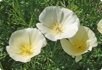 California Poppy 'White Linen'