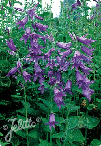 Campanula latifolia 'Brantwood'