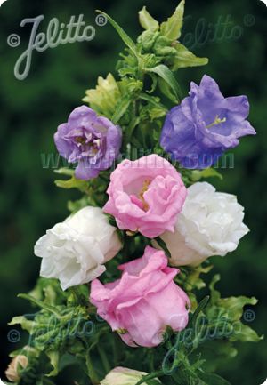 Campanula medium 'Double Mix'