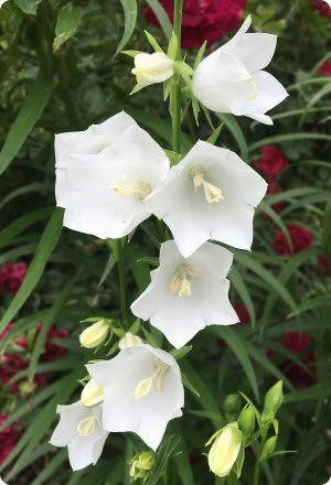 Campanula persicifolia Alba