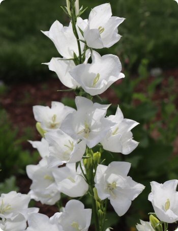 Campanula persicifolia Alba