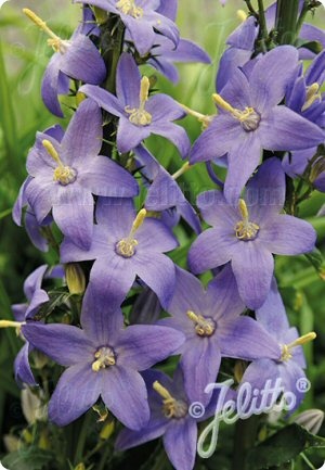 Campanula pyramidalis 'Blue'