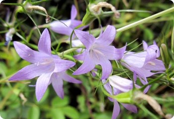 Campanula rapunculus