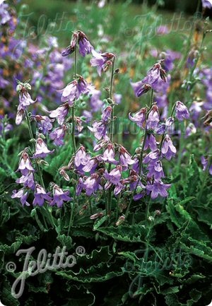 Campanula sarmatica