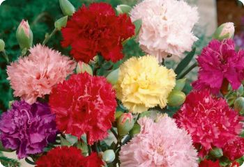 Carnation 'Giant Chabaud'