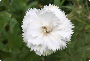 Carnation 'Jeanne Dionis'