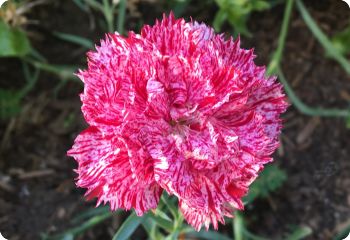 Carnation 'Picotee'