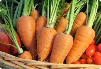 Carrot Red Cored Chantenay