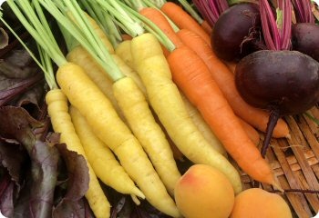 Carrot 'Uzbek Golden'