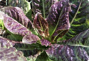 Celtuce 'Cracoviensis'