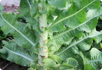 Celtuce 'Sword Leaf'