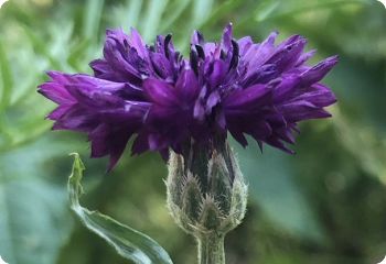 Centaurea cyanus