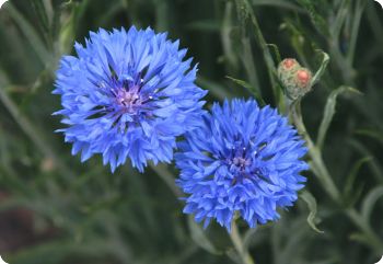 centaurea cyanus 'Blue Boy'