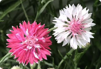 centaurea cyanus 'Frosty Mix'