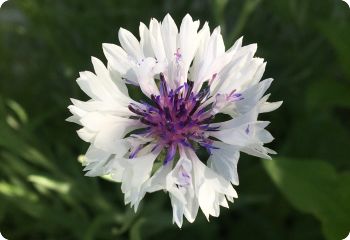 Centaurea cyanus 'Frosty Mix'