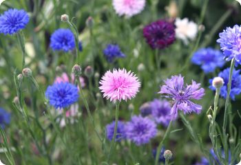 centaurea cyanus polka dot mix