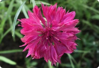 Centaurea cyanus 'Red Boy'