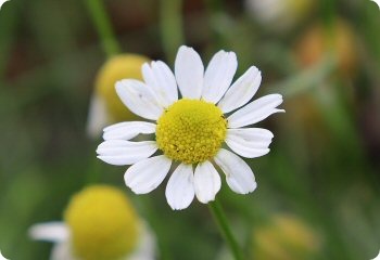 Chamomile 'Zloty Lan'