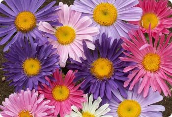 China Aster 'Single Mix'