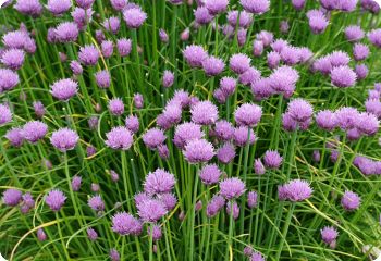 chives