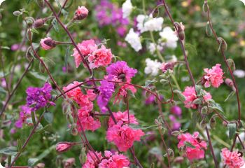 clarkia elegans