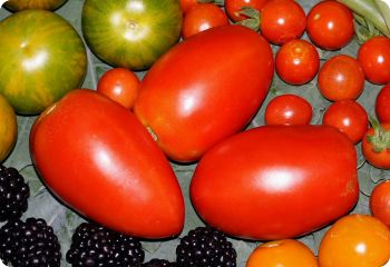 cleaning tomato seeds