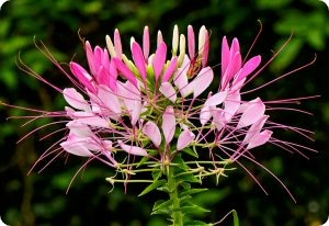 Cleome 'Cherry Queen'