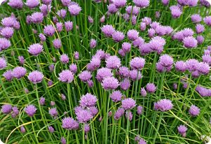 Common Chives