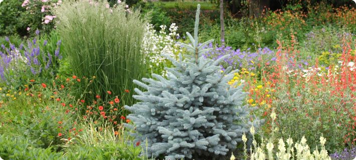 companion plants for ornamental grasses