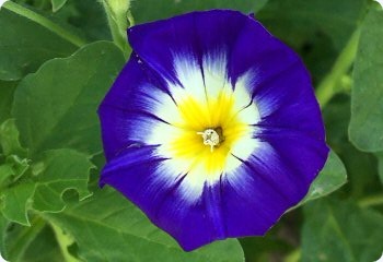 Convolvulus tricolor 'Royal Ensign'