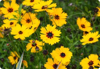 coreopsis basalis