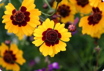 coreopsis tinctoria